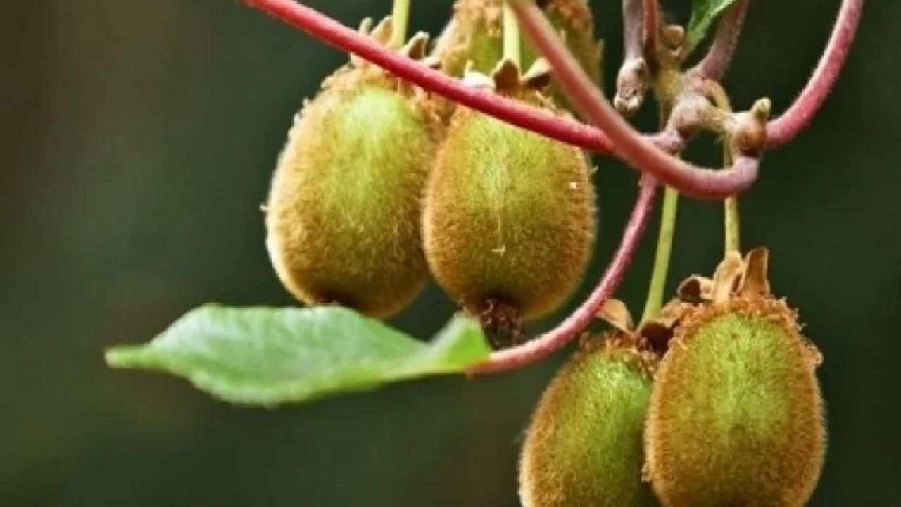 Фото АКТИНИДИЯ ACTINIDIA CHINENSIS 150-200 - 1