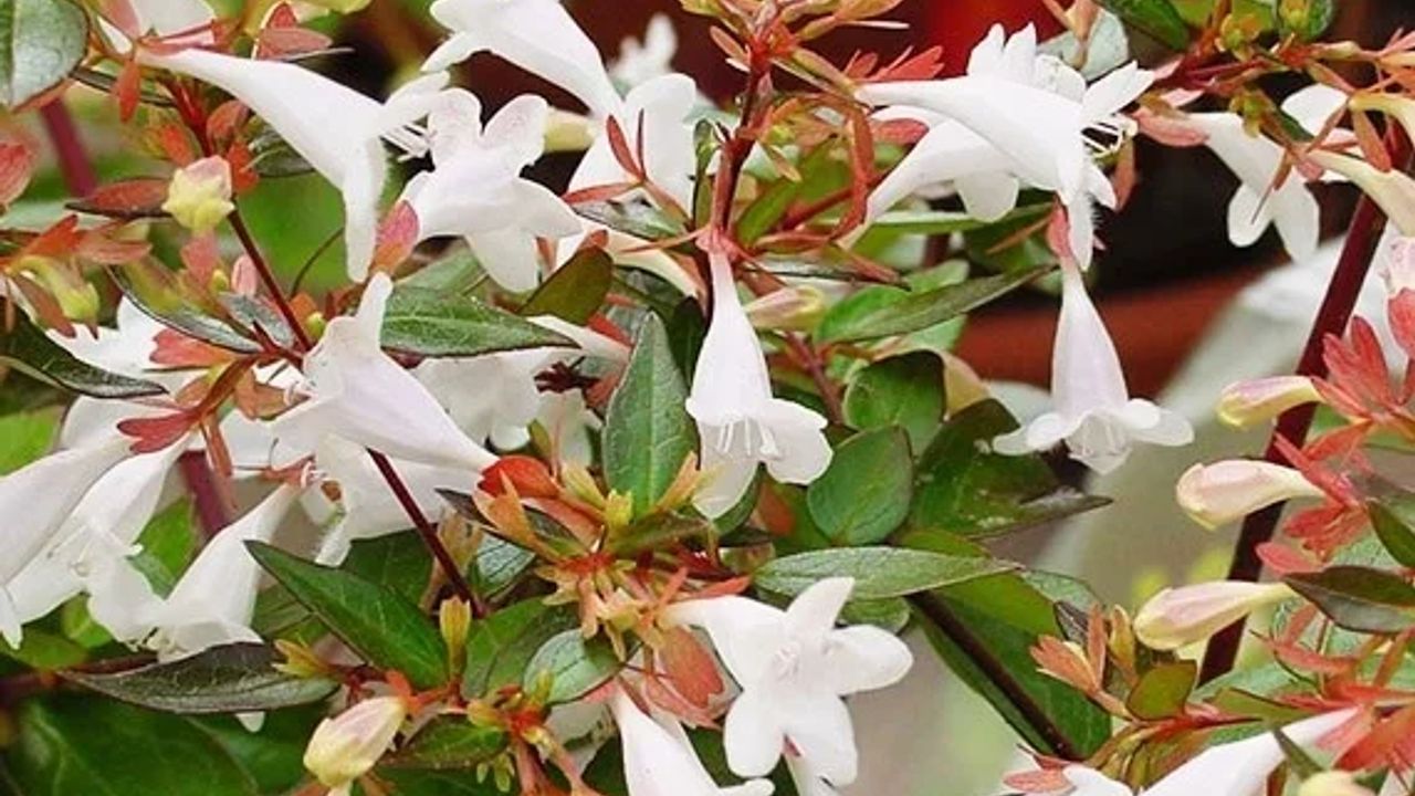 Фото АБЕЛИЯ ГРАНДИФЛОРА ABELIA GRAND С10 - 1