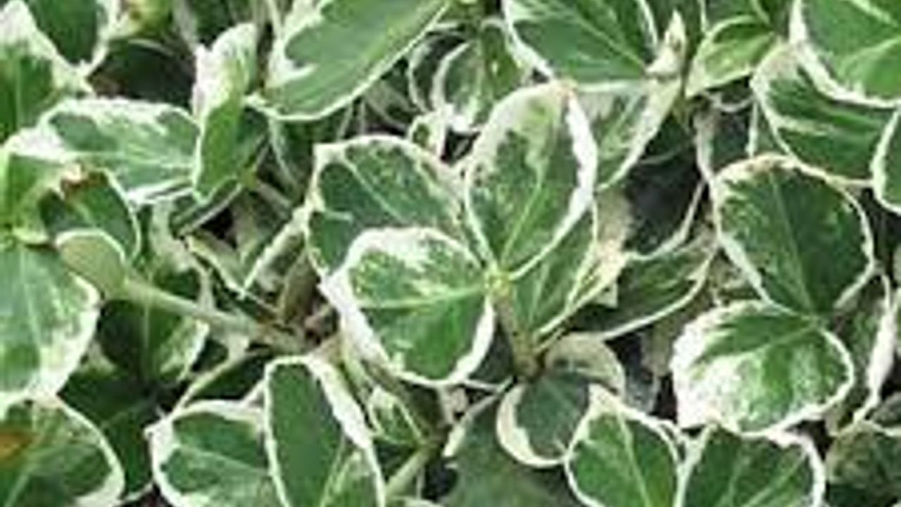 Фото БЕРЕСКЛЕТ ВАРИЕГАТПА 1Л - 1