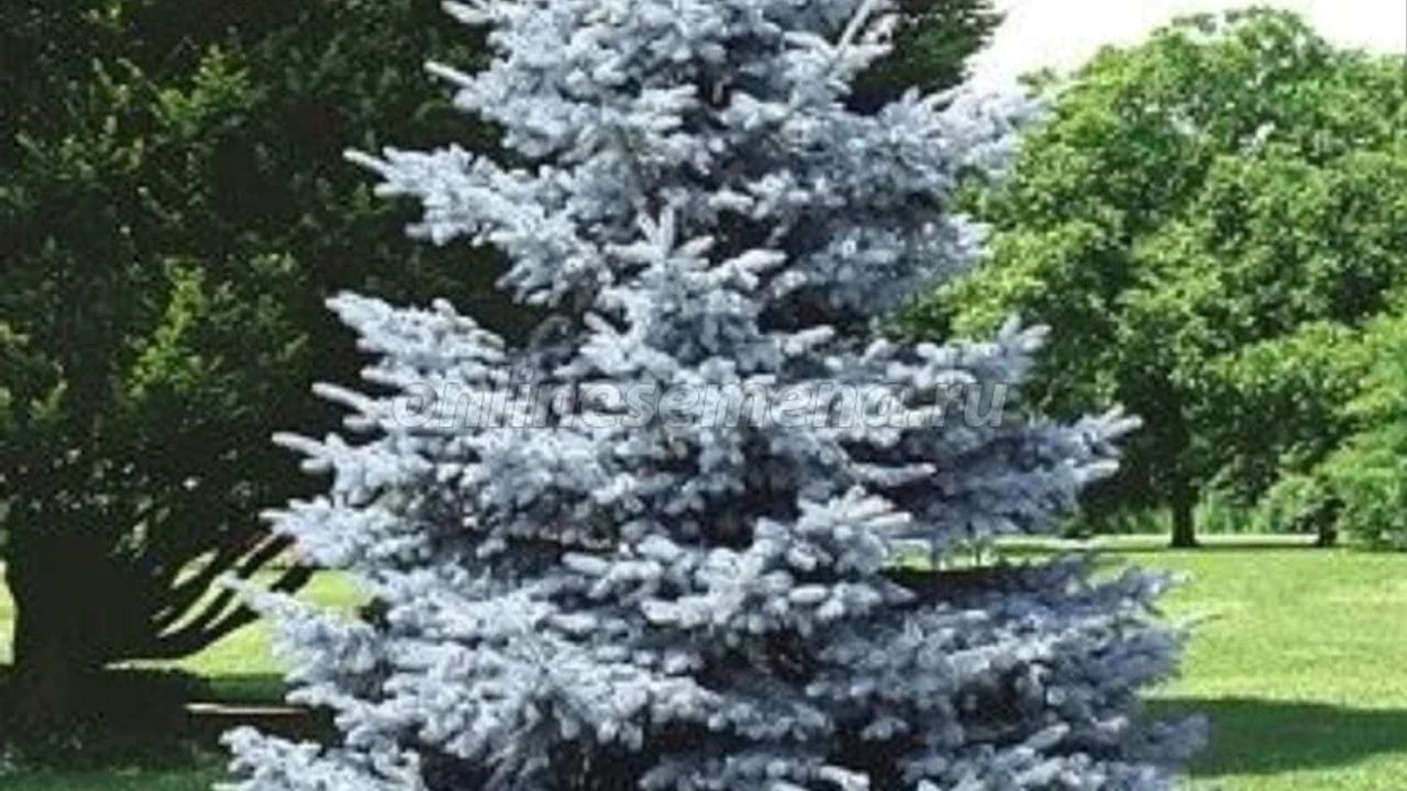 Фото ЕЛЬ ГЛАУКА ГЛОБОЗА GLAUCA GLOBOSA 50-60 - 1