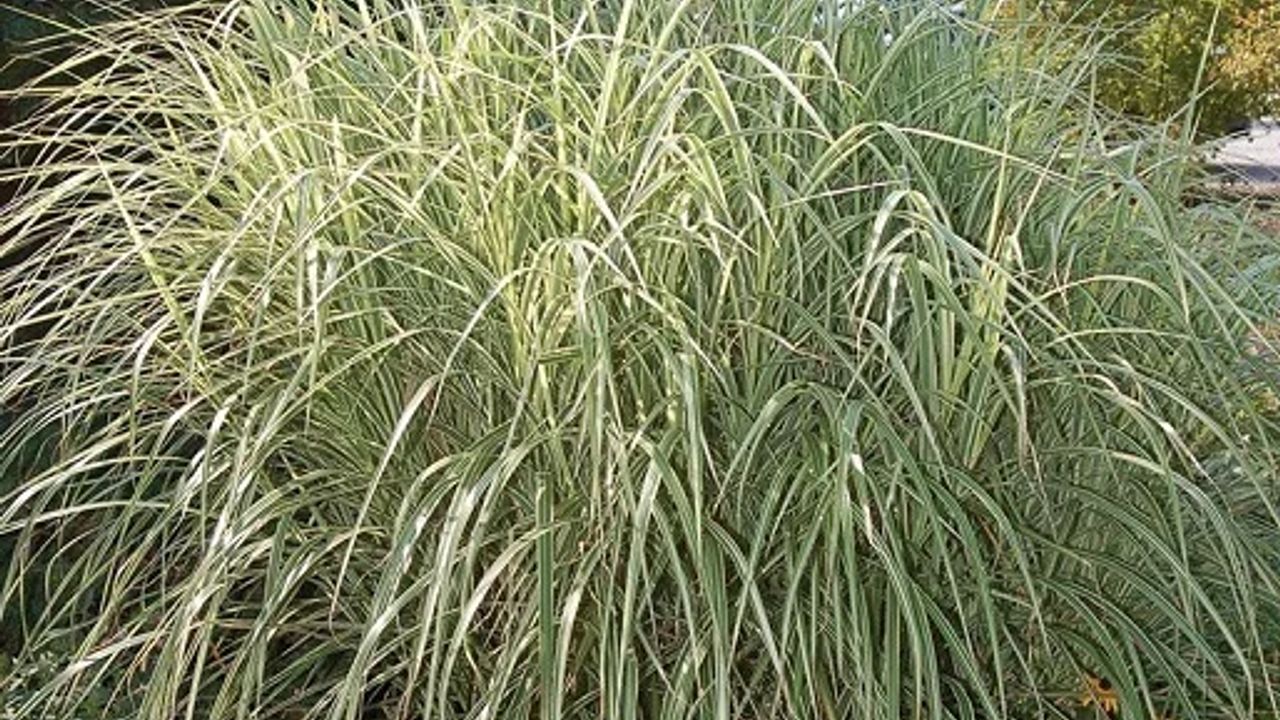 Фото ВЕЙНИК ОВЕРДОЛ Р9 - 1