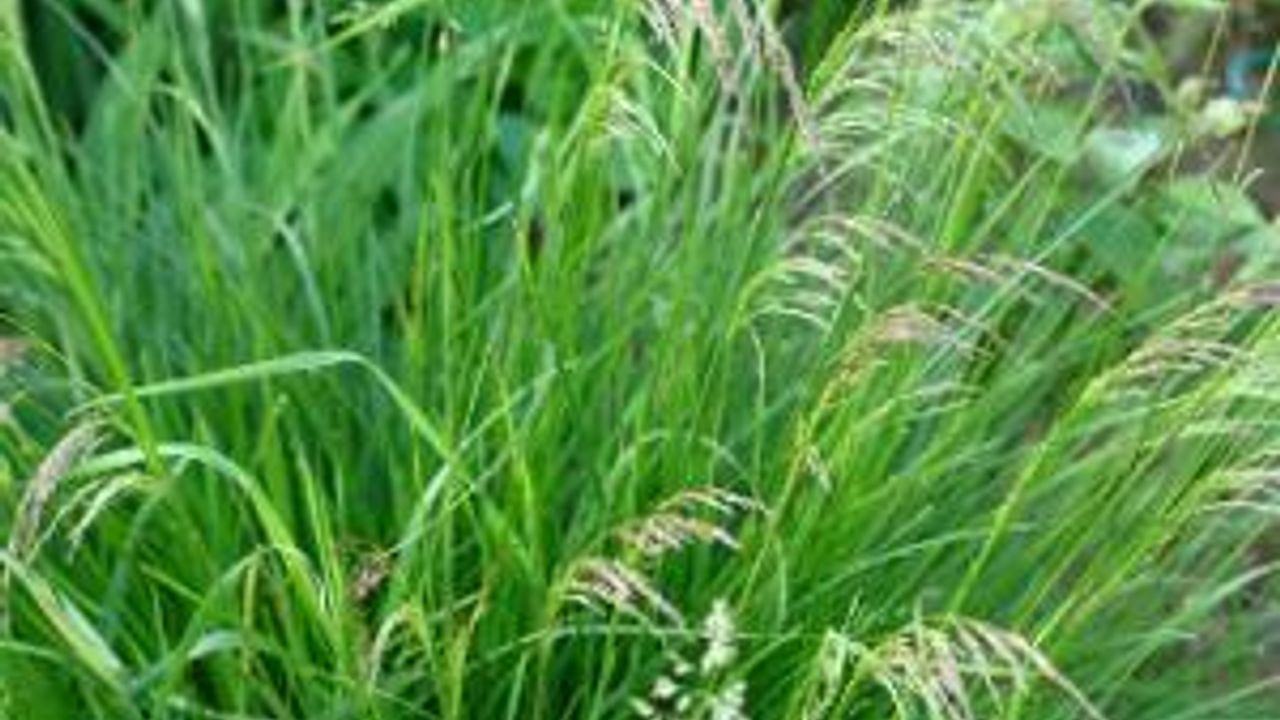 Фото ДЕШАМПСИЯ (ЩУЧКА ДЕРНИСТАЯ) СОРТ ДЕСАНТО - 1