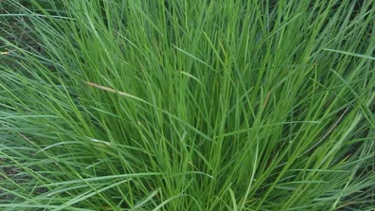 Фото ДЕШАМПСИЯ Щучка Дернистая С1-1,5 - 1