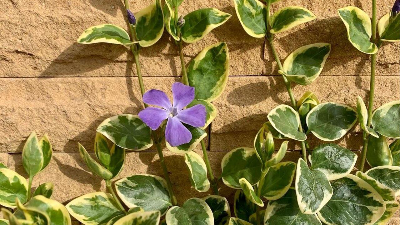 Фото БАРВИНОК С2 - 1