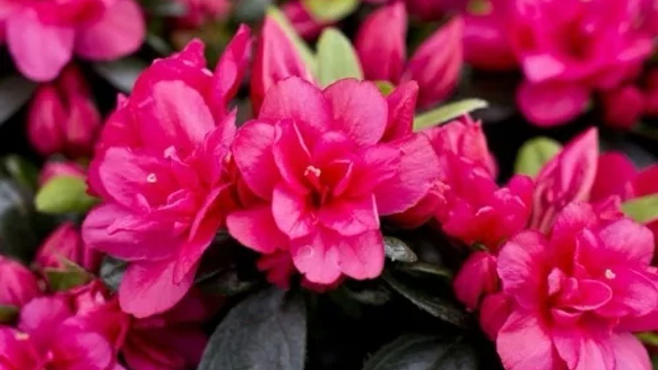 Фото АЗАЛИЯ ЯП AZALEA JAPONICA MIX С3 - 1