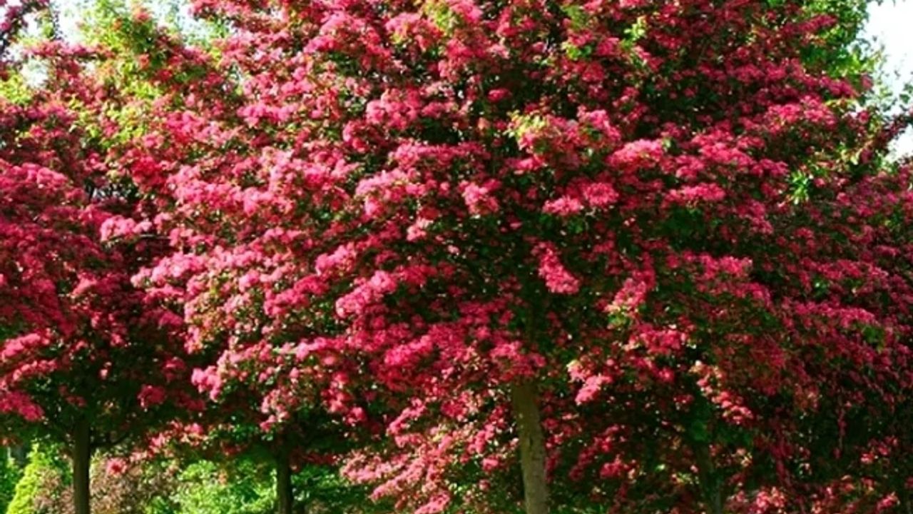 Фото БОЯРЫШНИК ПАУЛ СКАРЛЕТ ШТАМБ CRATAEGUS OXYACANTHA PAUL'S SCARLET 8/10/12 200 A.F. С30 - 1