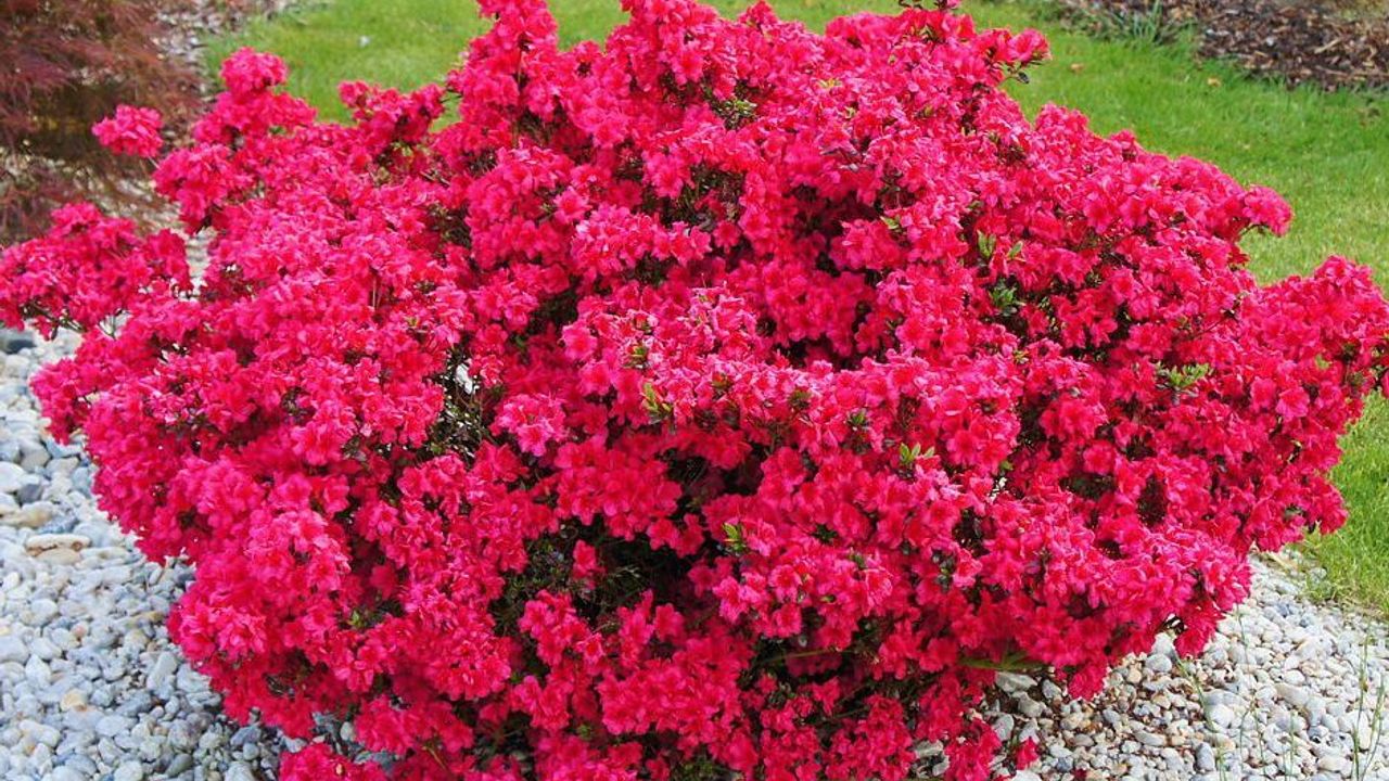 Фото АЗАЛИЯ ЯП МИКС AZALEA JAPONICA MIX С10 H.60/80 - 1