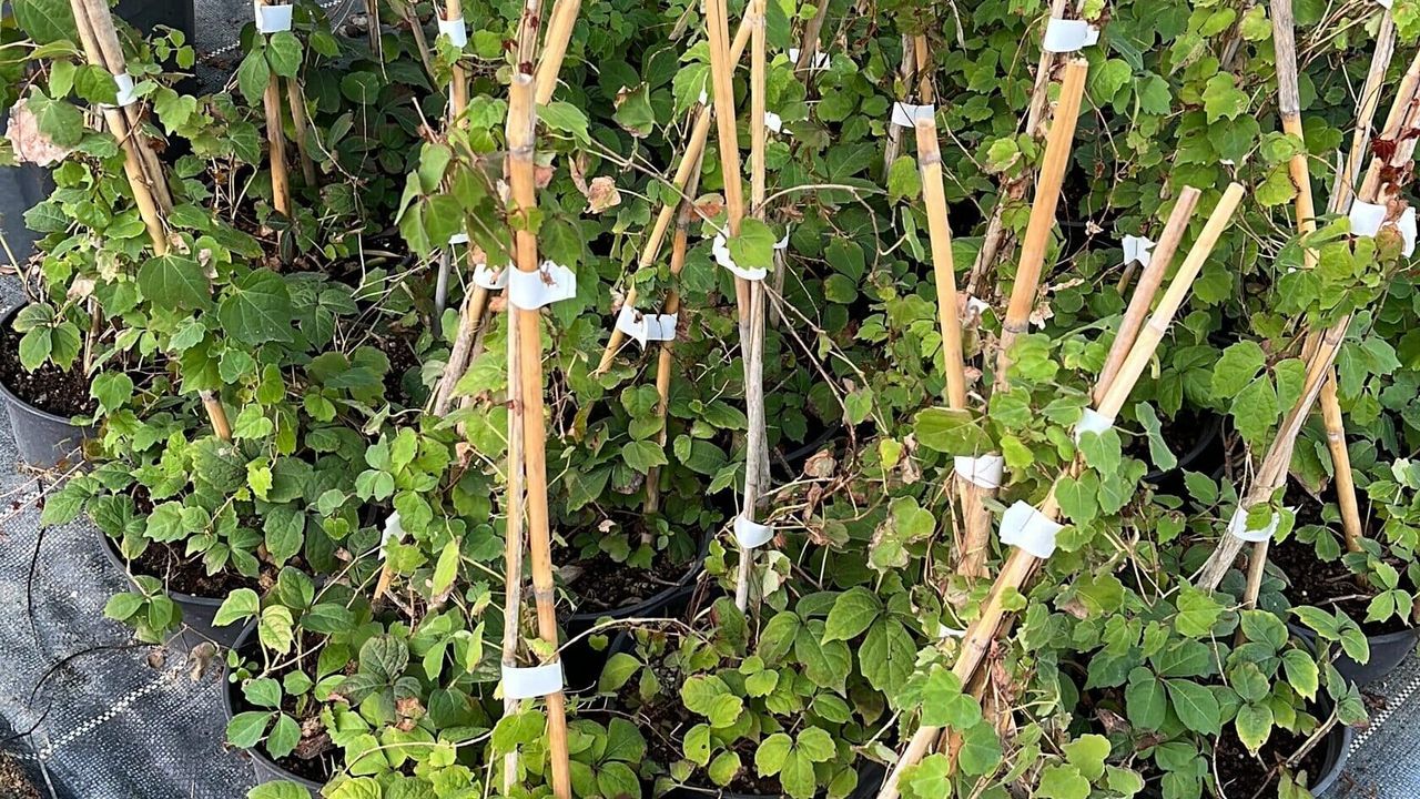 Фото ВИНОГРАД ДЕВИЧИЙ ВИЧИ Parthenocissus Veitch Boskoop C3 - 1