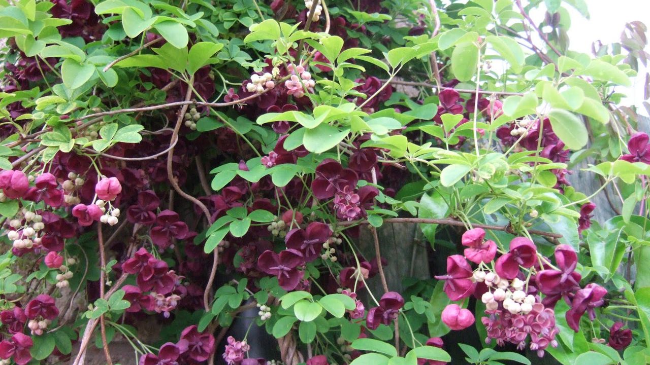 Фото АКЕБИЯ QUINATA С3 - 1