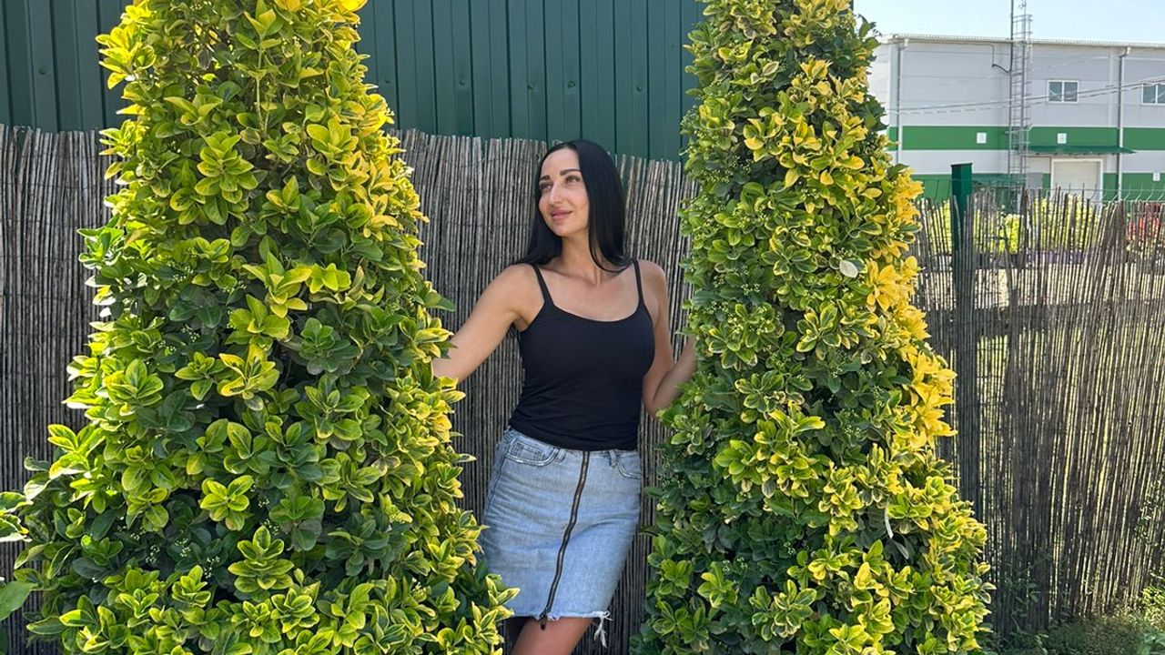 Фото БЕРЕСКЛЕТ АУРЕА форма КОНУС Euonymus jap. 'Aurea' CONO 175-200 С90 TUR - 1