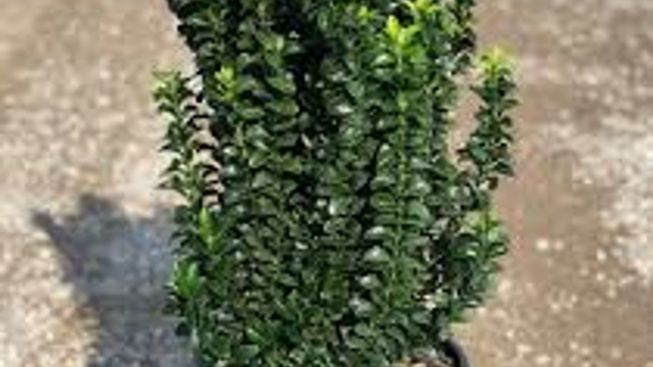 Фото БЕРЕСКЛЕТ Бенкомасаки Euonymus jap. 'Benkomasaki' С15 TUR - 1