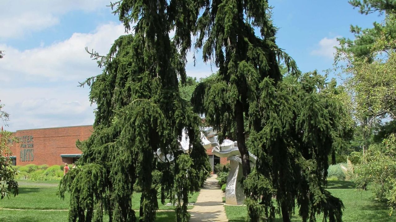 Фото ЕЛЬ ИНВЕРСА ПЕНДУЛА INVERSA PENDULA 125-150 - 1