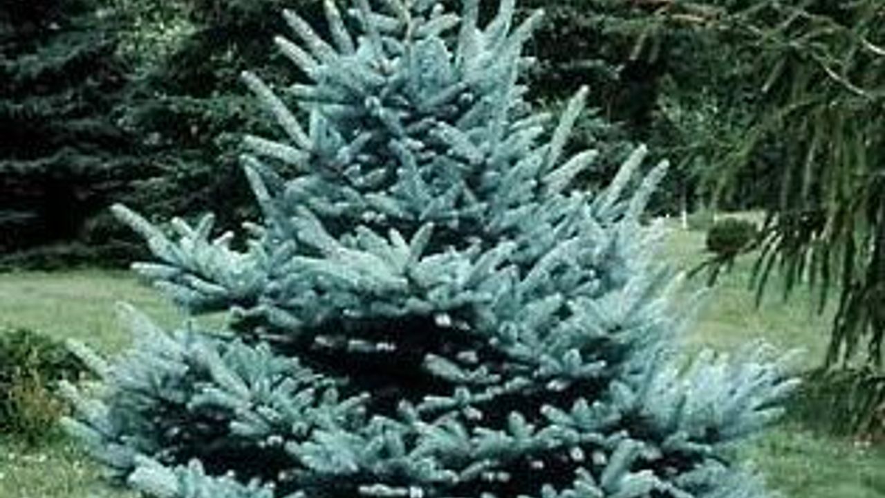 Фото ЕЛЬ КОЛЮЧАЯ ФАТ АЛЬБЕРТ Picea pungens Fat Albert H100 - 1