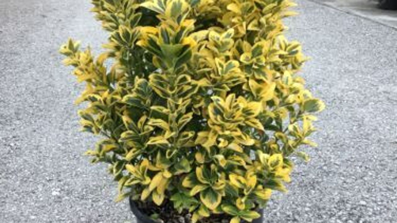 Фото БЕРЕСКЛЕТ АУРЕЯ Euonymus jap. 'Aurea' 60-80 С15 TUR - 1