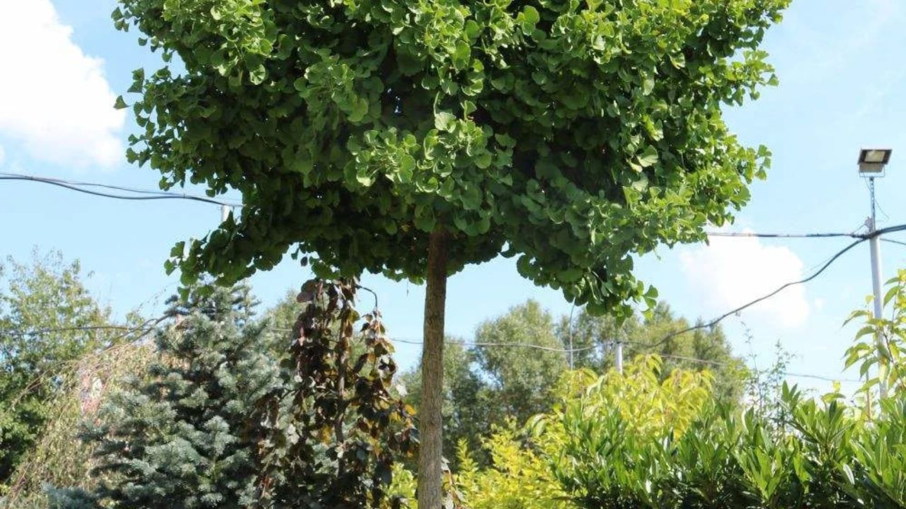 Фото ГИНКГО БИЛОБА МАРИКЕН ШТАМБ 8/10 GINGO BILOBA MARIKEN AF 8/10 - 1