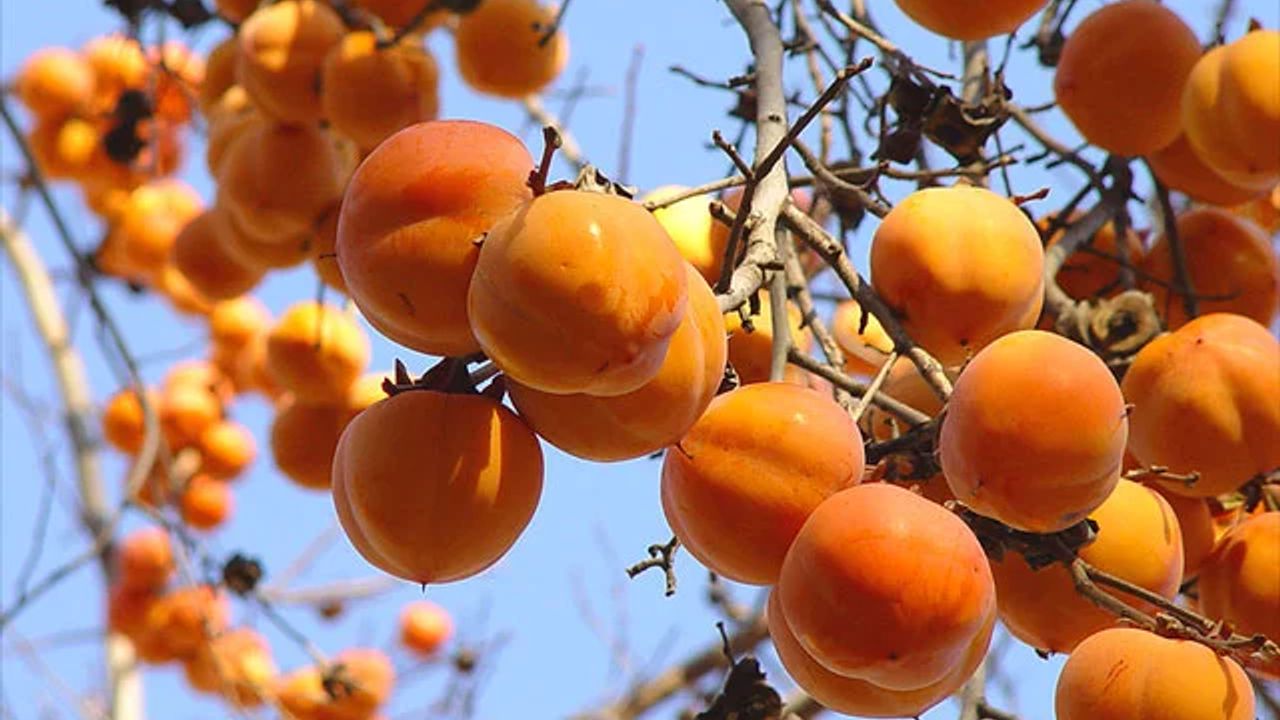 Фото ХУРМА DIOSPYROS KAKI (LOTUS) C12 - 1